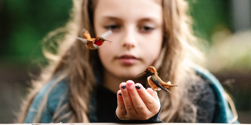 Hummingbird Zen A rufous hummingbird perches on a girl's fingers while another hovers close by