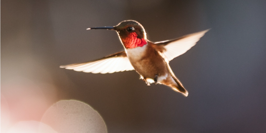 Hummingbird Zen A rufous hummingbird in flight, its red throat catching the light, in Strathcona