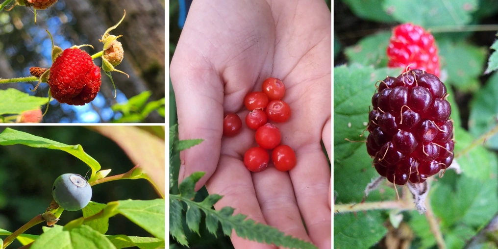 Wild berries found while foraging Vancouver Island including huckleberries and salmonberries
