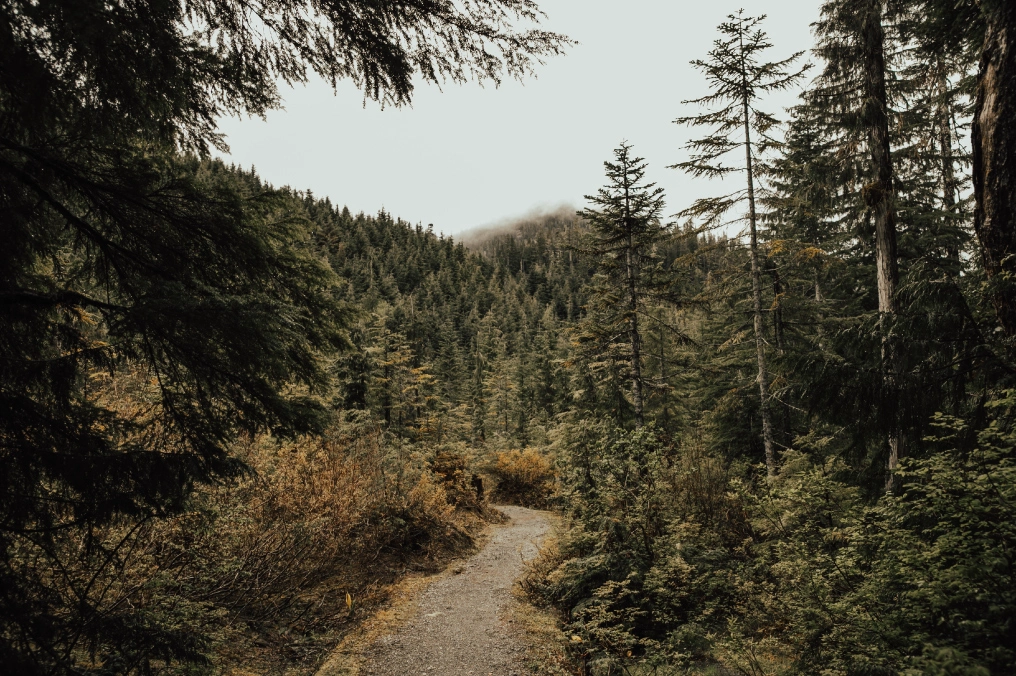 Gravel trail through the woods in Gold River, BC, symbolizing reconciliation and community connection