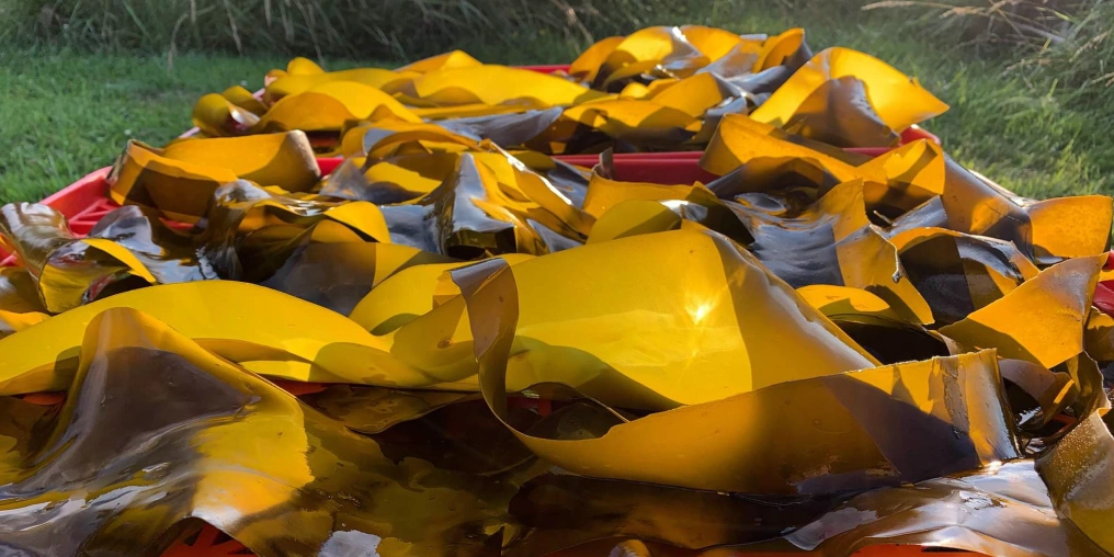 Fresh harvested kelp in basket from Vancouver Island foraging trip