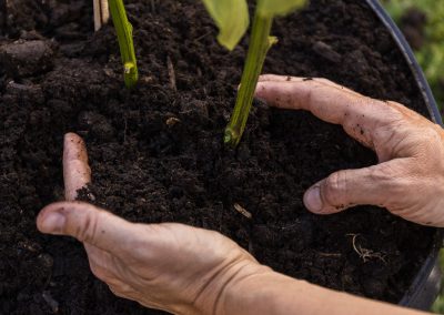 Composting 101: From and For The Soil