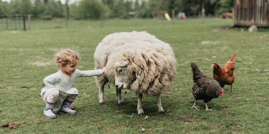 little girl petting a sheep at holly hill farm