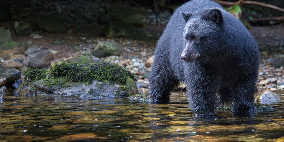 black bear dipping its toes in shallow waters