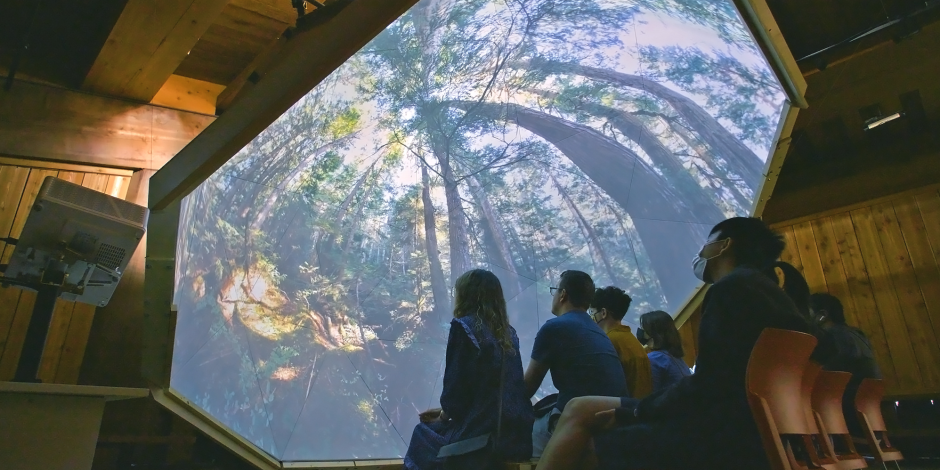 immersive forest experience projected on a hexagonal screen