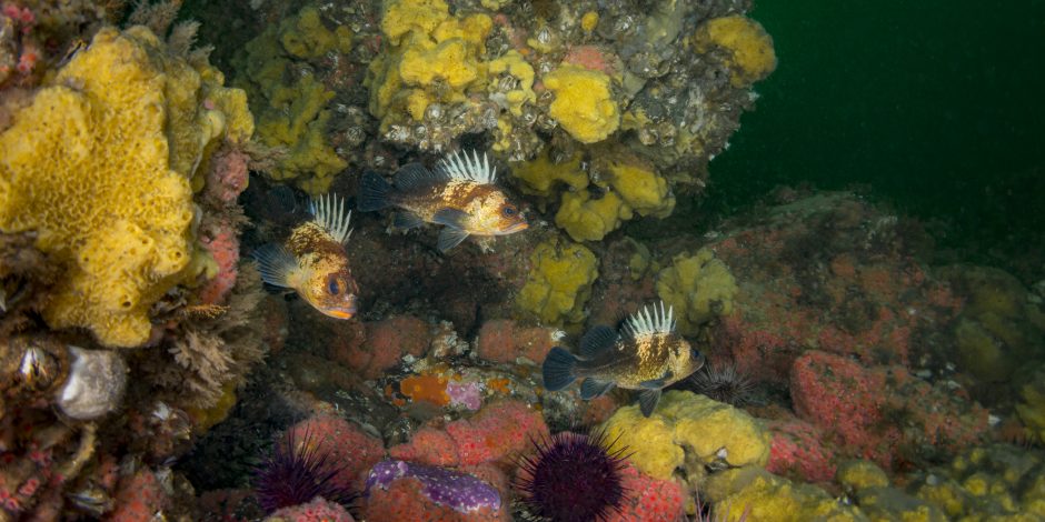 quillback rockfish under water