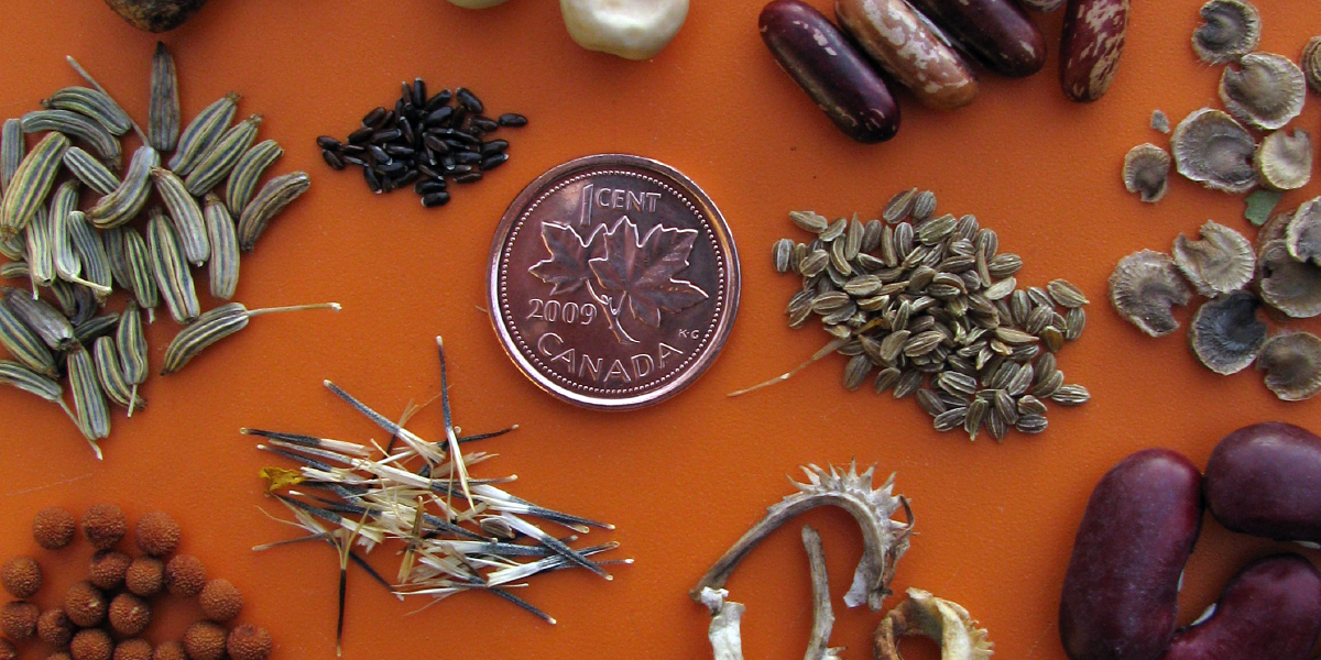 Seed Sowing 101 - Featured Image - Strathcona Collective
