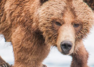 Migration of the Grizzlies