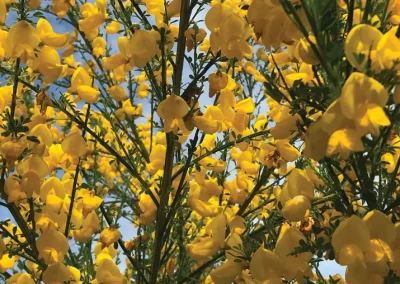 HOW COMMON BROOM BECAME ALL TOO COMMON ON VANCOUVER ISLAND