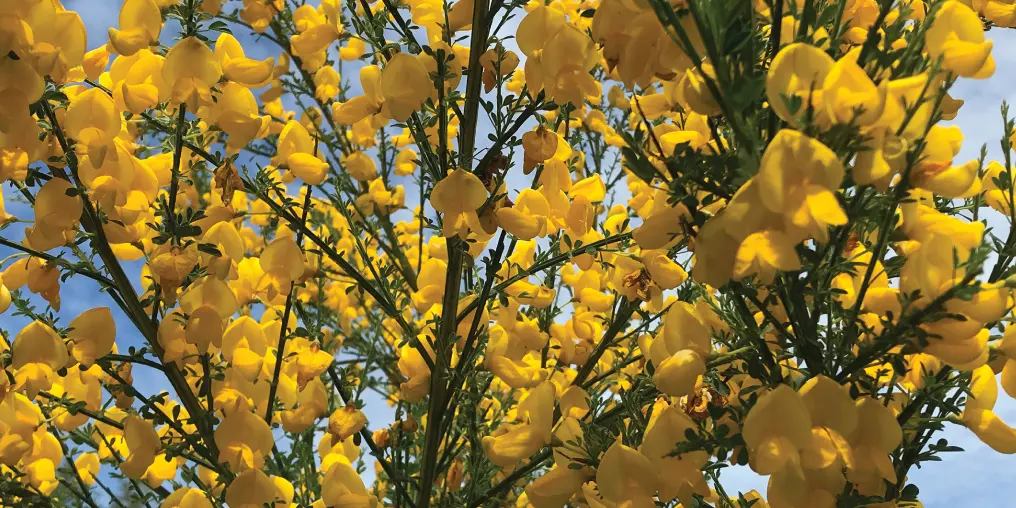 HOW COMMON BROOM BECAME ALL TOO COMMON ON VANCOUVER ISLAND