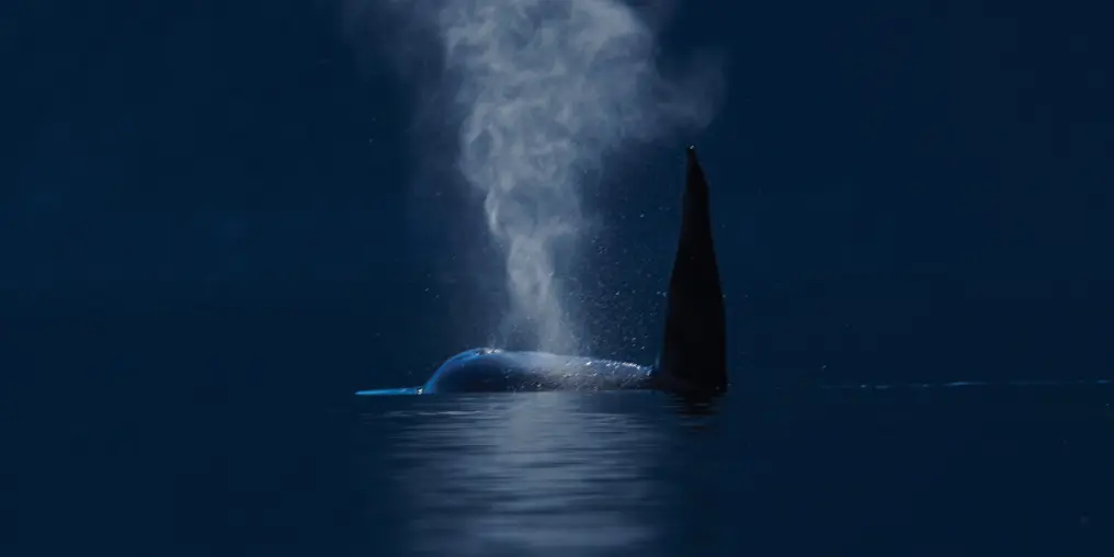 Transient orcas