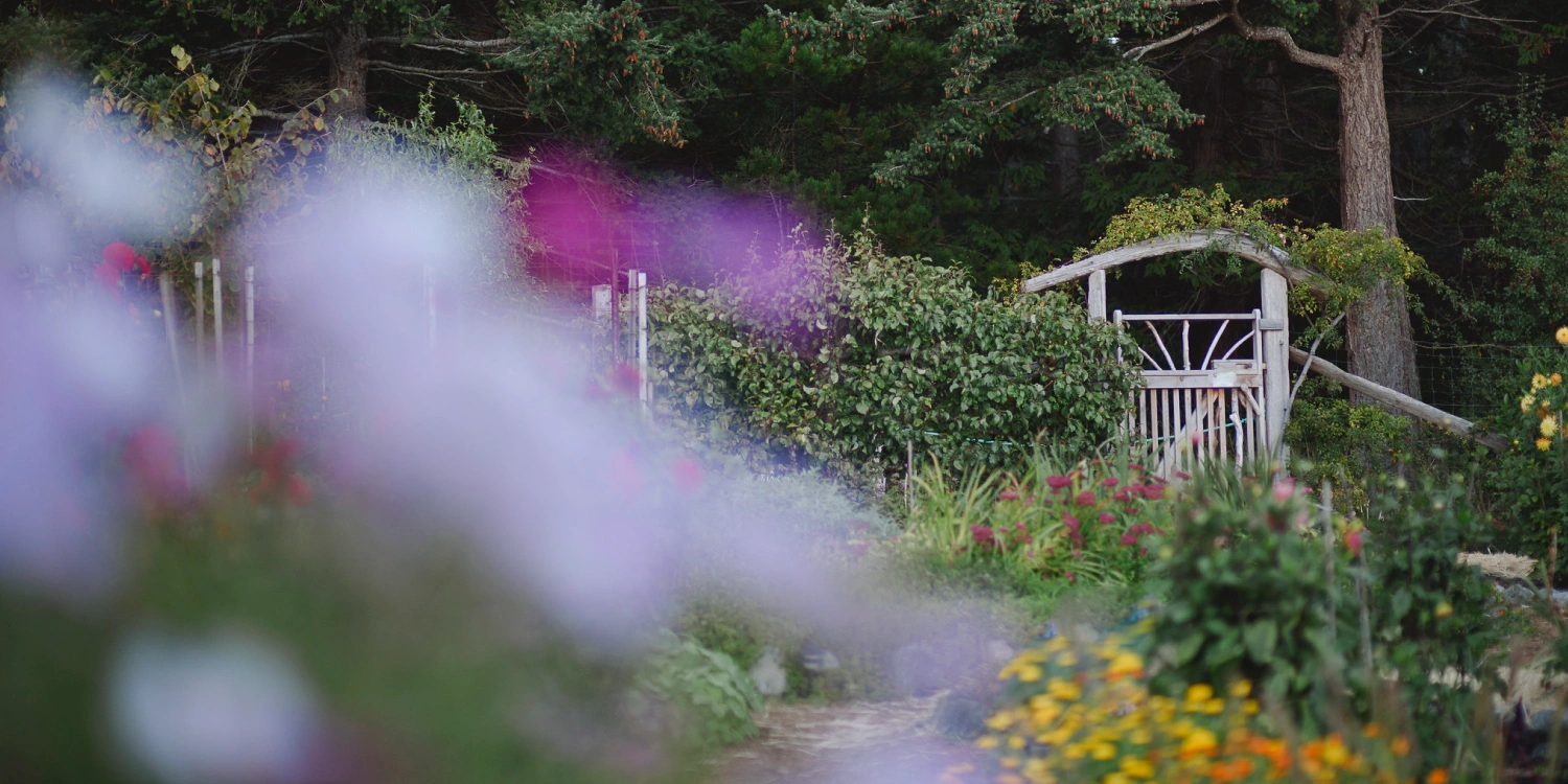 Hollyhock — A Cortes Island oasis Hollyhock garden and fence