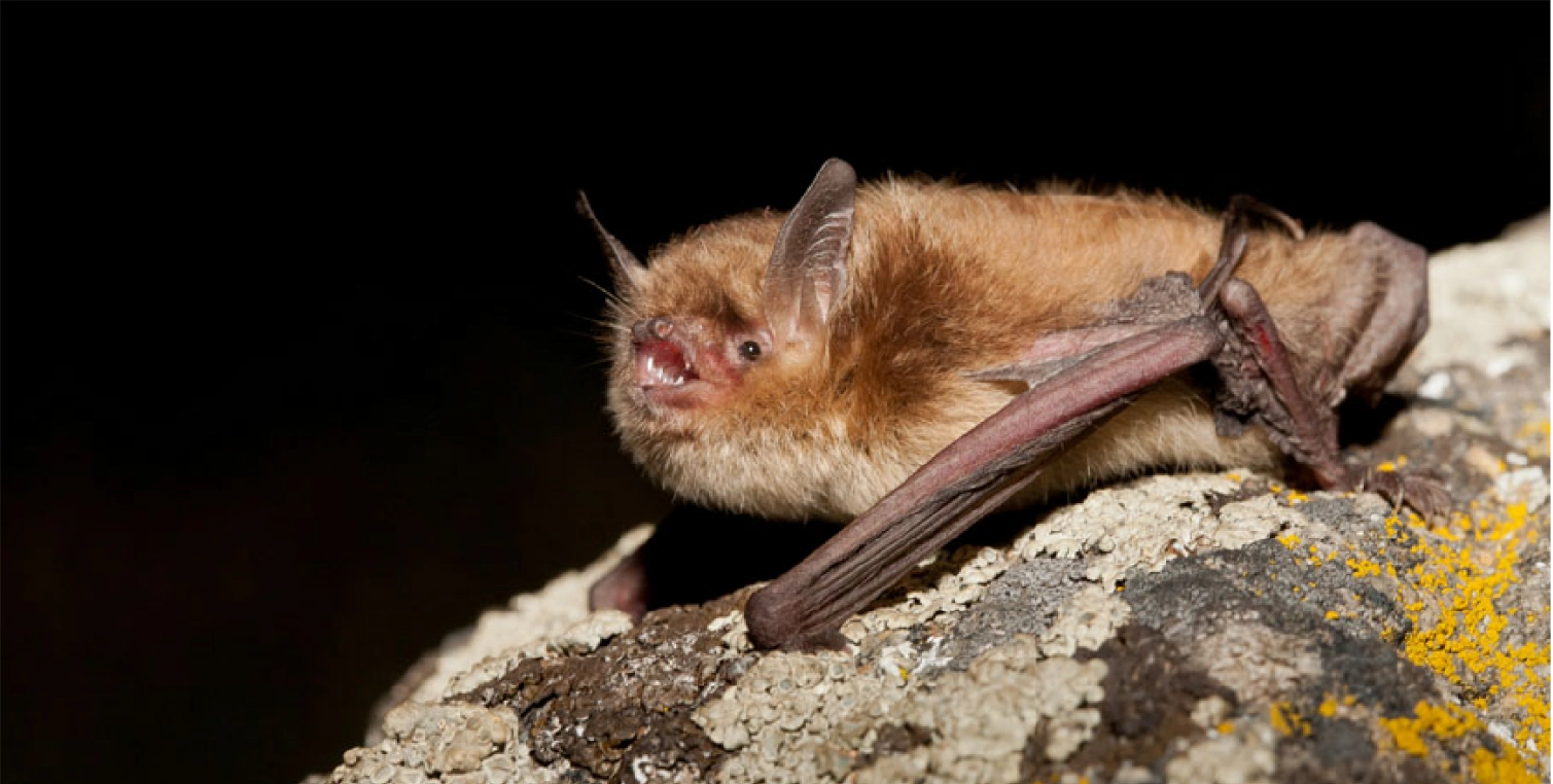 Close-up photograph of a Comox Valley bat taken by photographer Jared Hobbs