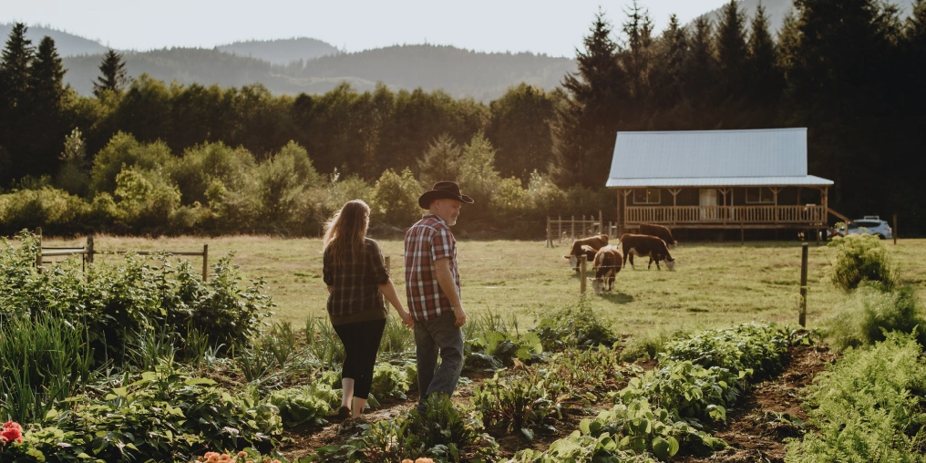 Couple walking through vegetable garden at Mucker's Farm in Sayward with barn and cattle in background