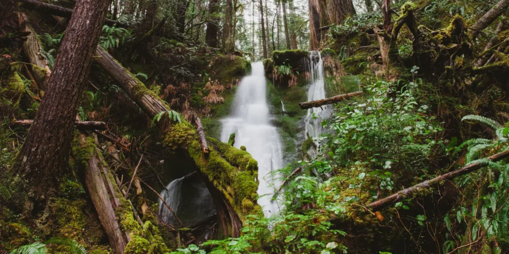 Explore by Region The Cumberland Forest