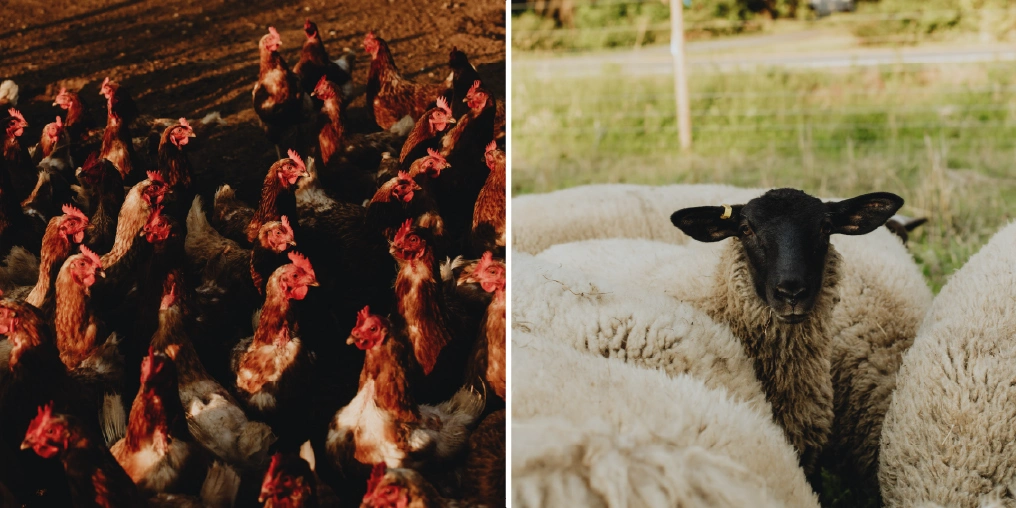 Free-range chickens and pasture-raised sheep at Mucker's Farm in Sayward