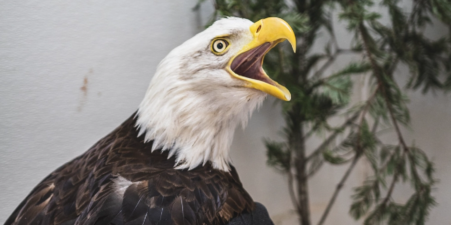 A bald eagle with its mouth open