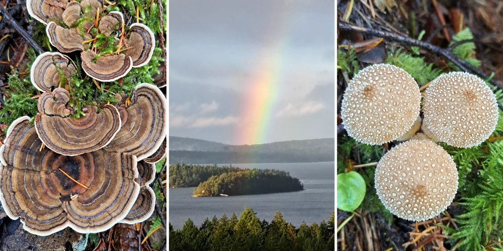 Natural scenery from Buddhist meditation retreat including shelf fungi, rainbow over lake, and puffball mushrooms in British Columbia wilderness