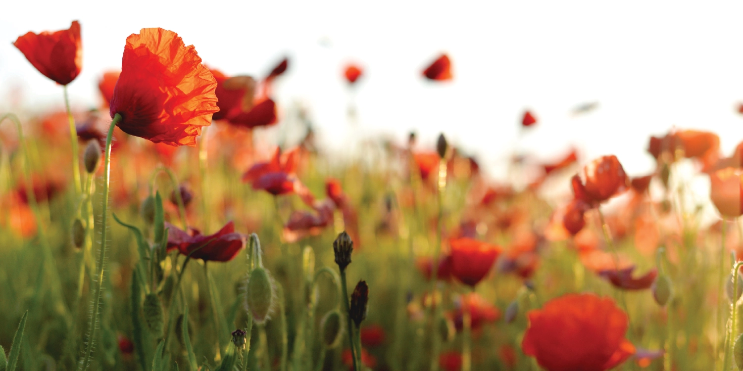 manny poppies in that mark remembrance day