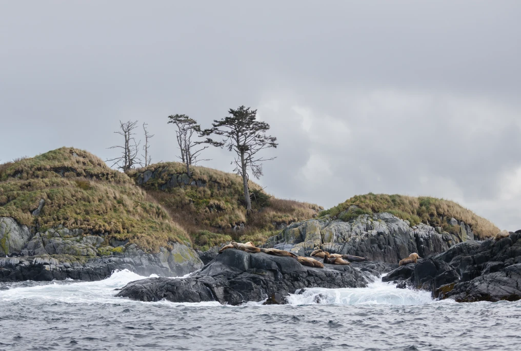 Marine wildlife photography of sea lions resting on a rock along the BC coast, highlighting respect and conservation in photography.