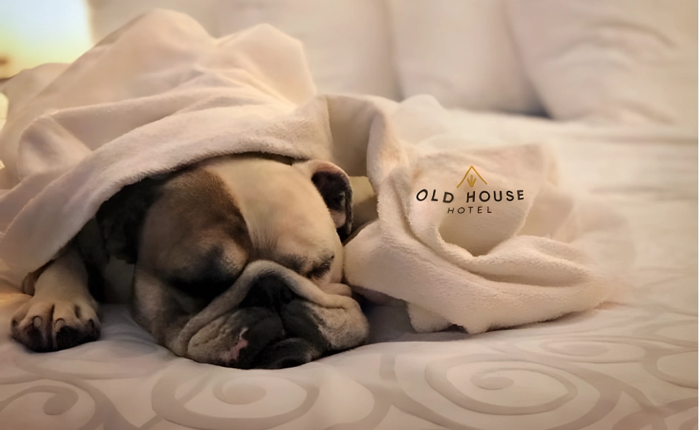 Dog relaxing on bed with VIP welcome amenity at pet-friendly Old House Hotel Courtenay