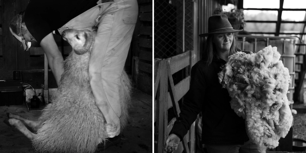 Sheep shearing process and volunteer displaying freshly shorn fleece at Vancouver Island Fibreshed shearing day