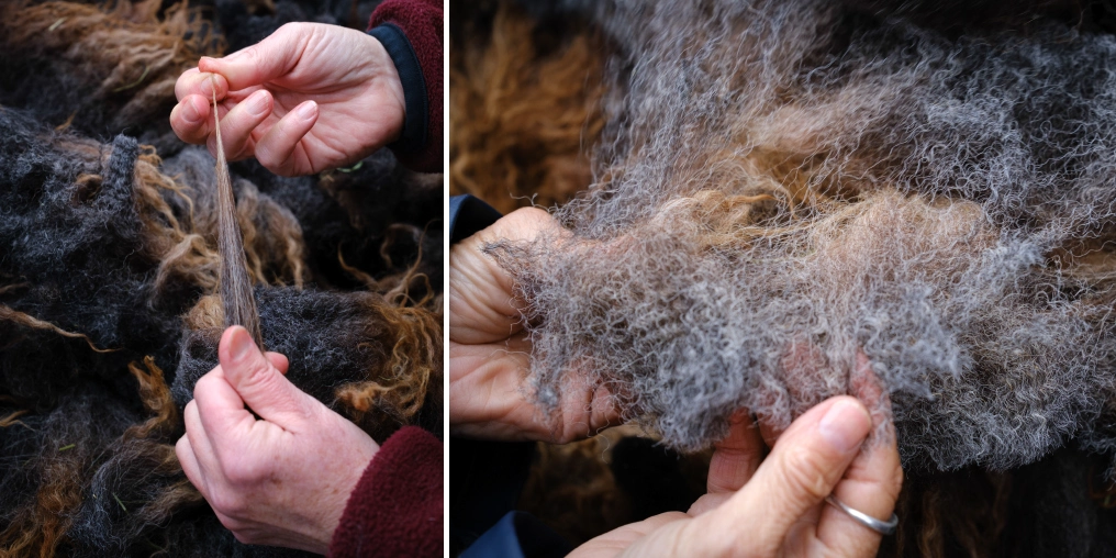 Hands examining raw wool fiber texture and quality during fleece skirting at Vancouver Island farm