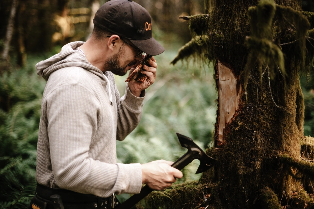 Cory Cliffe examining tree bark while sustainably harvesting with traditional tools in the forest
