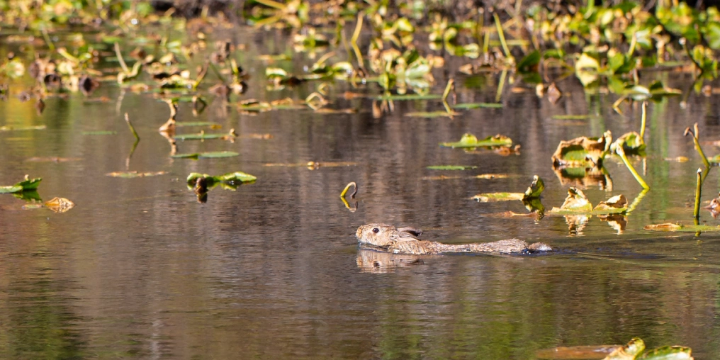 How the humble bunny is taking over Vancouver Island Cottontail rabbit swimming in pond