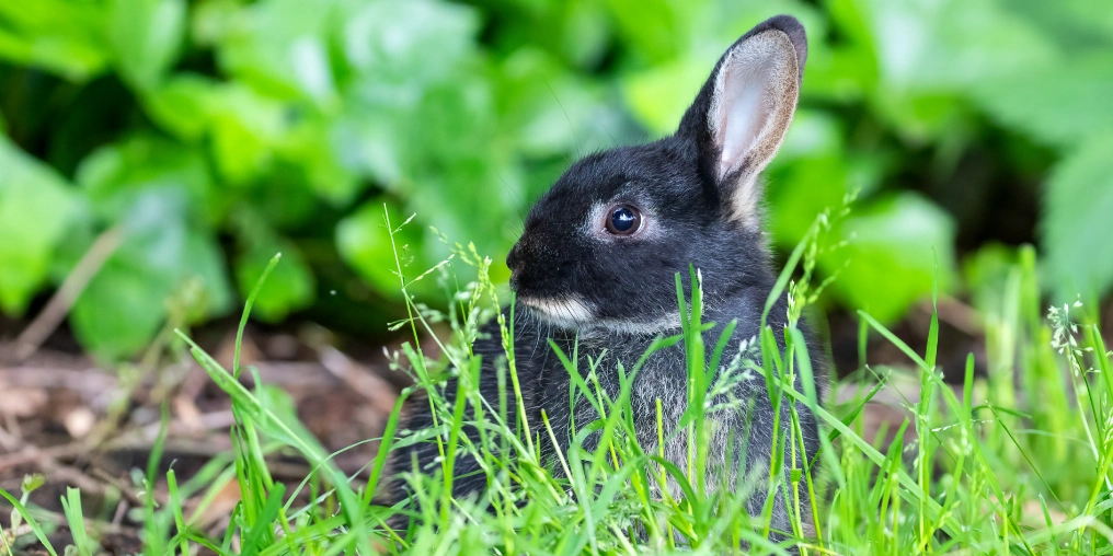 How the humble bunny is taking over Vancouver Island Black feral rabbit in grass