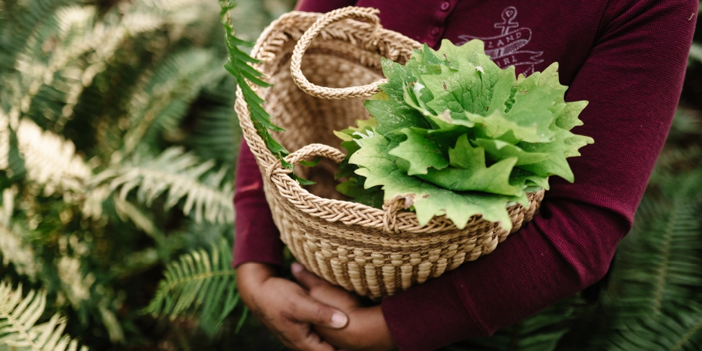 Hands holding woven basket filled with freshly harvested devil's club leaves in a BC forest