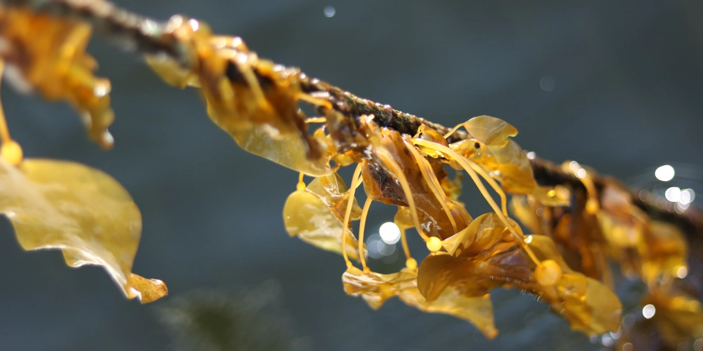 Close-up of golden kelp blade with water droplets showing seaweed structure and texture