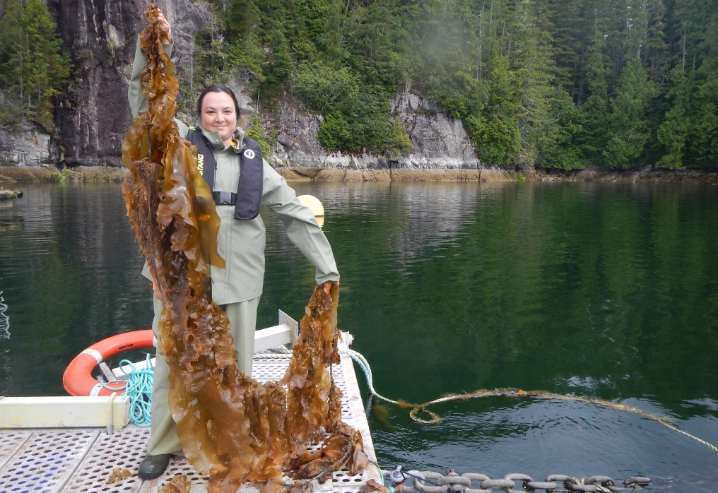 Researcher holding harvested kelp specimens on boat during seaweed field research in British Columbia