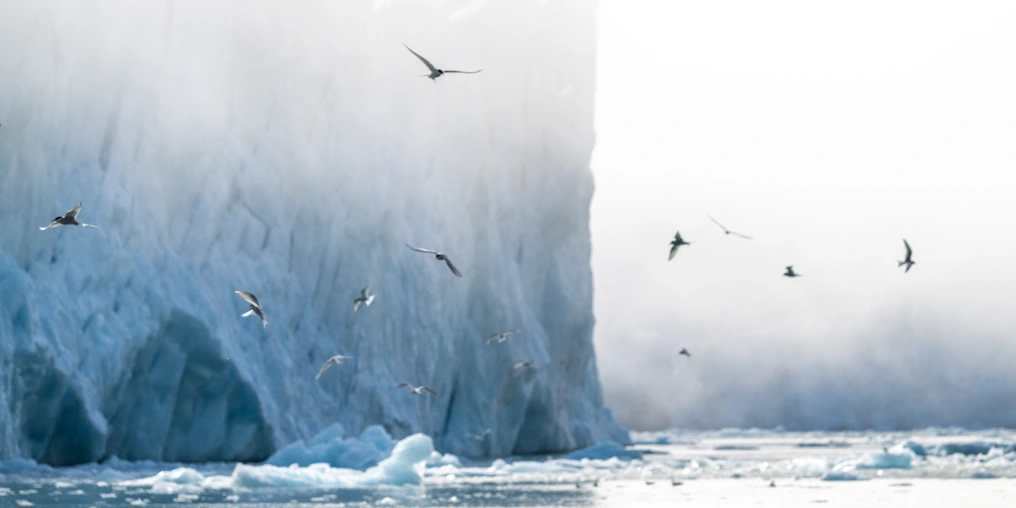 View from the ocean at large glacier and sea birds 