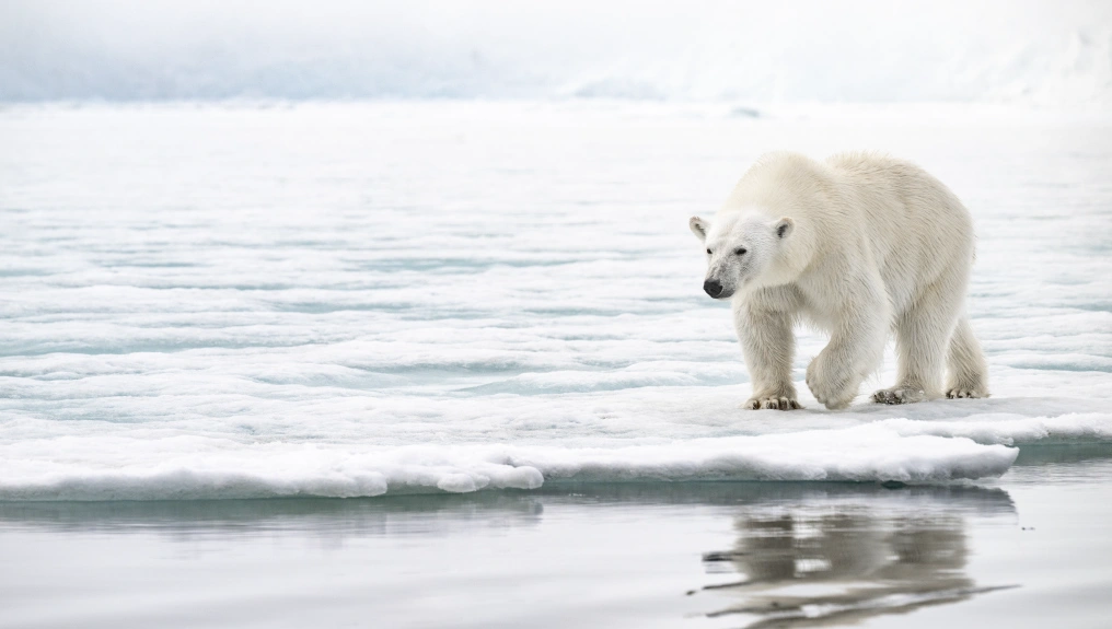 Polar bear standing on pack ice in Svalbard, reflected in Arctic waters