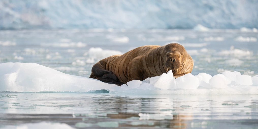 Walrus resting on sea ice in Svalbard with a glacier in the background