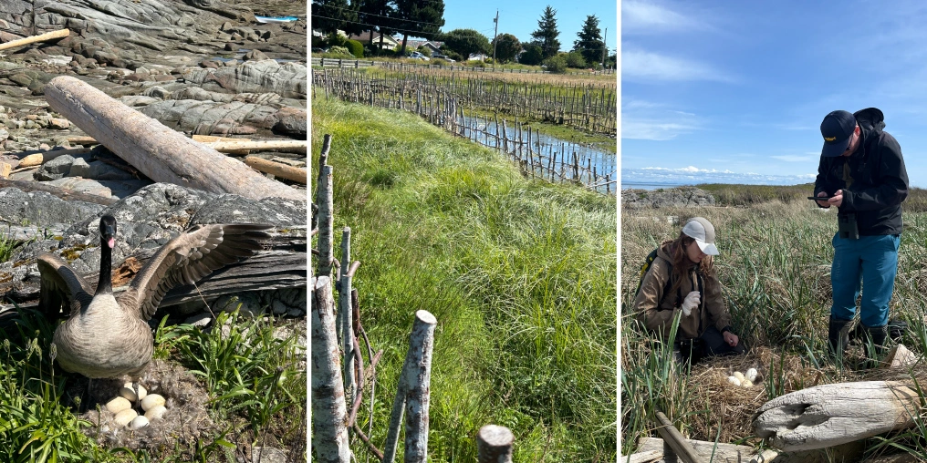 Canada goose management in the Comox Valley — nesting goose, alder fencing in estuary, and conservationists monitoring a nest