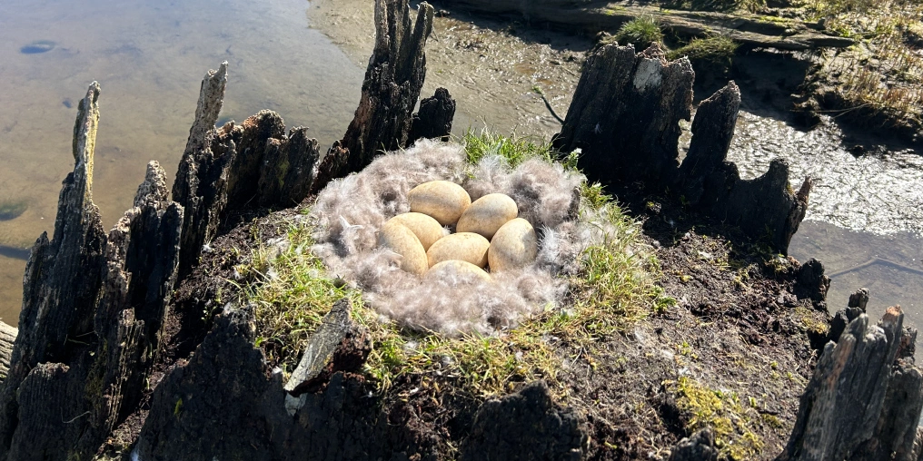 Canada goose nest with eggs in the K'ómoks estuary, Comox Valley
