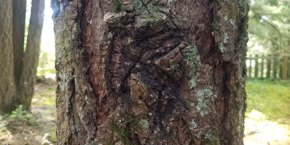 The letter K carved into tree bark in Cumberland BC, marking the Kaga family gravesite in the Japanese Canadian cemetery