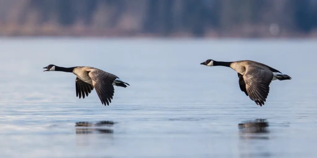 Iconic or irksome? Either way, resident Canada geese are here to stay