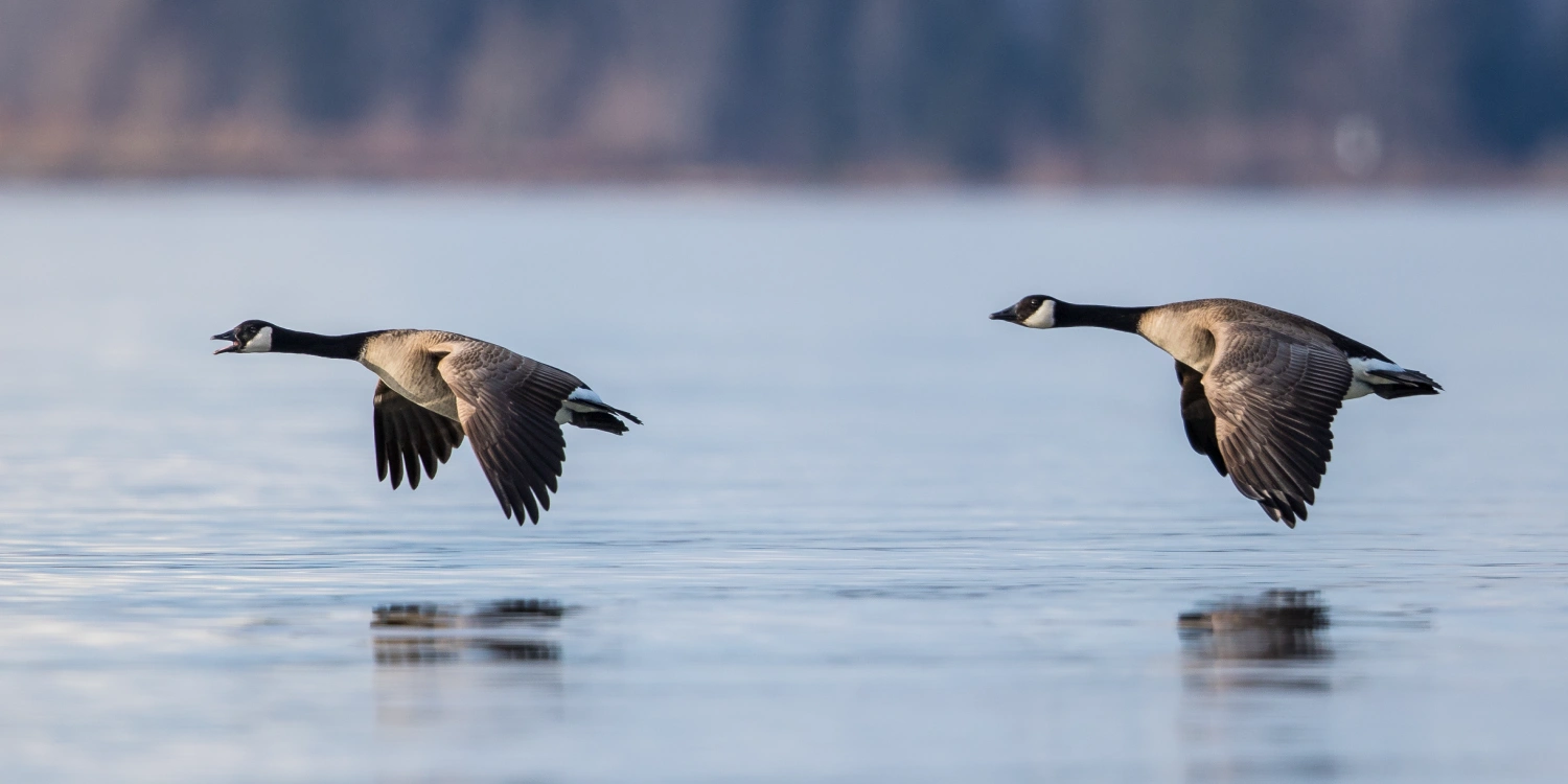 Two resident Canada geese in flight over the Comox Valley waterfront