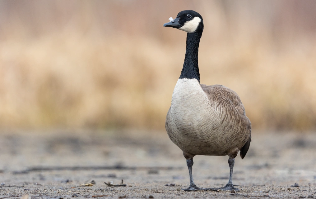 Resident Canada goose standing on sandy shoreline in the Comox Valley