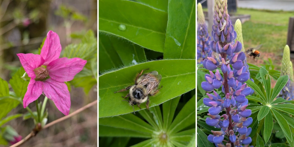 triptych including lupins, bumble bees and salmonberry blossoms