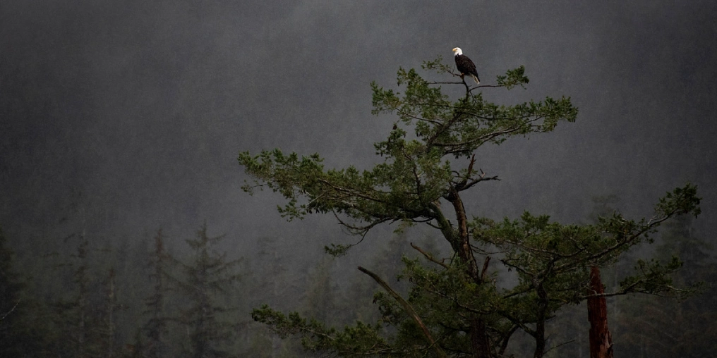 On rain, resilience, and creating community Bald eagle perched in a rain-soaked tree in the misty forests of Vancouver Island