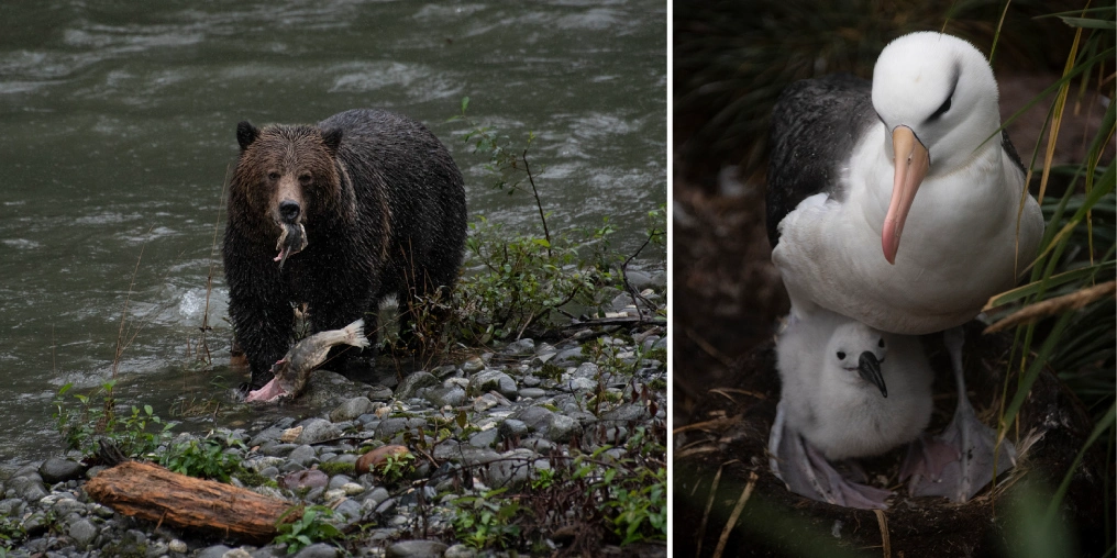 On rain, resilience, and creating community Grizzly bear carrying salmon in a BC river alongside an albatross and chick in a nest