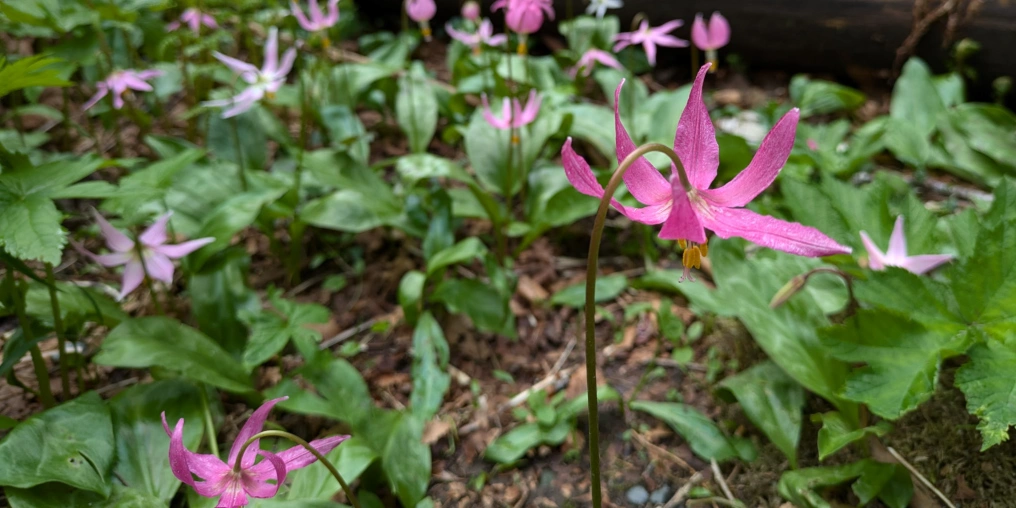 pink fawn lilies on the forest floor