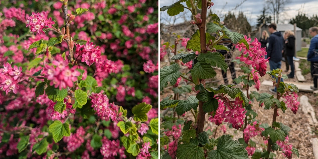 diptych of salmonberry blossoms