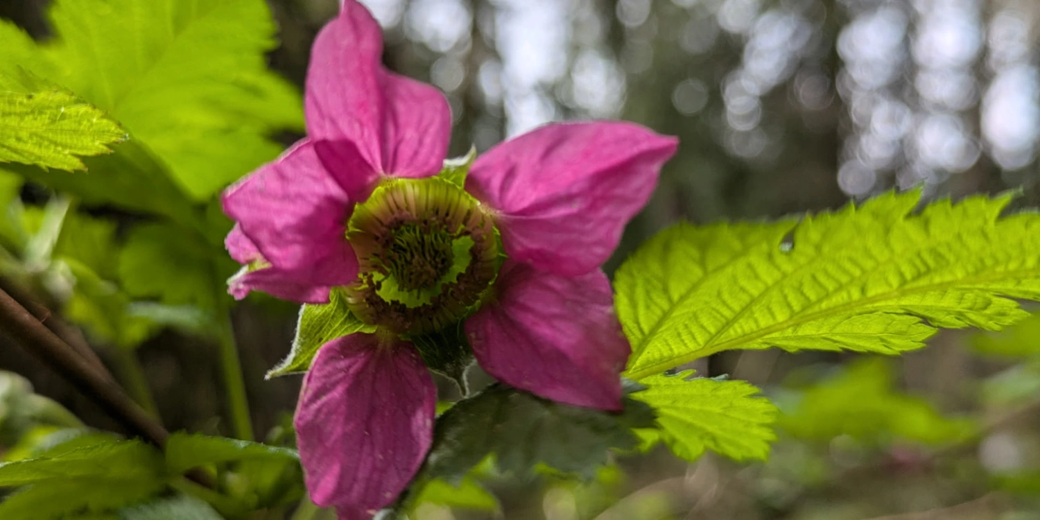 closeup of salmonberry flower