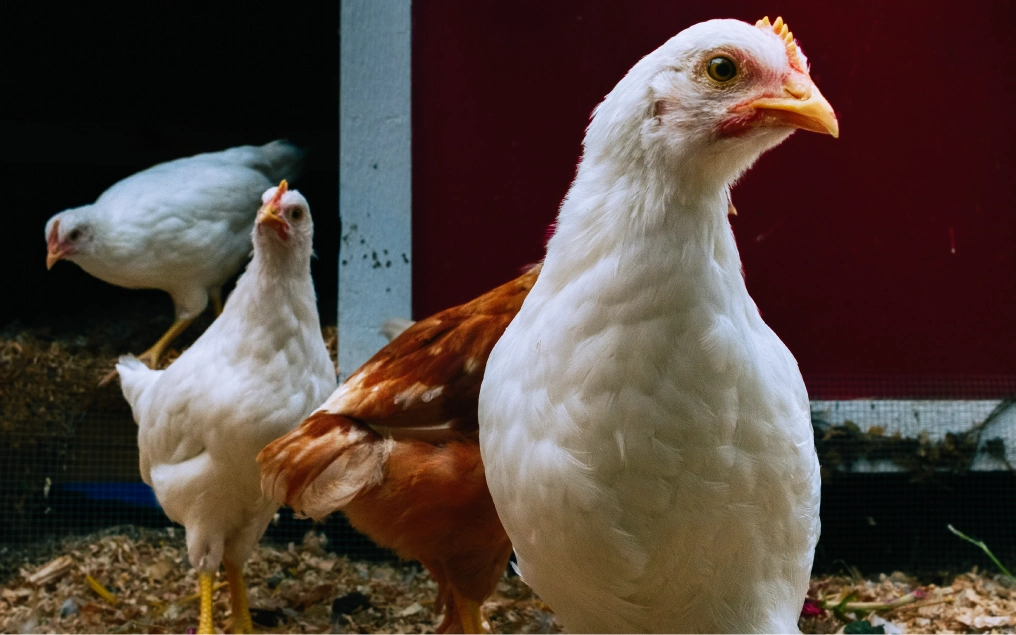Growing food, joy, and resilience at the Parksville Community Gardens Chickens at a community garden on Vancouver Island, among the site's most popular residents