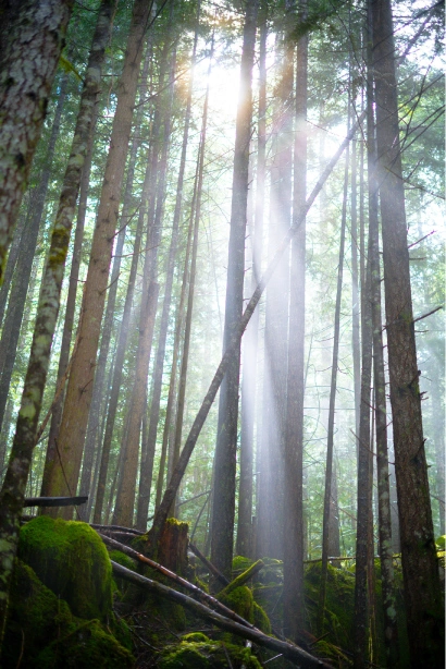 comox-valley-forest-haze beams of light shine through haze in a Comox Valley Forest